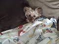 Puppers new Bed Set!!!!!!!