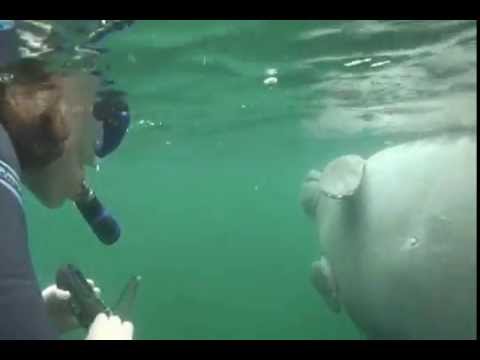 Crystal River Florida Manatee Experience