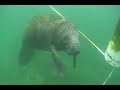 This is a video of our annual adventure to Crystal River, Florida. This is an awesome spot to visit in the winter time since there are Manatees everywhere. If you are interested in going along with us you should check out www.diversinc.com. With the guide from Divers Incorporated, this is way more of an experience than most people bargain for. It is incredible to interract with these creatures and learn more about them in their own environment. The video was shot in January 2008. The ...