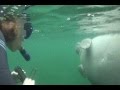 Crystal River, Florida Manatee Experience 2008