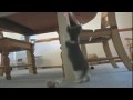 Jonah Hill - Funny People. Cute Cuddly Kittens