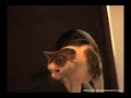 michelle rodriguez at home with her late cat precious in this rare footage from 2006. special thanks to g4tv and 
