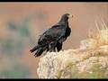 videos de l aigle noir