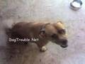 What are pit bulls capable of??? Are they all true killers?