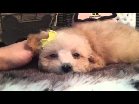 Gorgeous, hypoallergenic babygirl SHIHPOO!