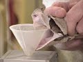 Gaboon Viper venom extraction at KRZ