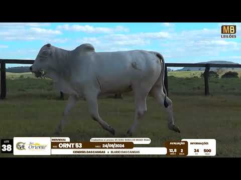 1� LEIL�O PRODU��O FAZENDA ORIENTE