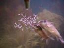 Corydora Aeneus spawning 4