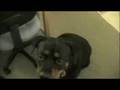 videos de First Video Swee'Pea Tricks