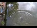 Road from Drake Bay part 3: We feed the Crocodiles Road from Drake Bay part 3: We feed the Crocodiles