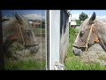 Caballos en sitio con vestigios de antigua lecheria del fundo Mariman en Negrete