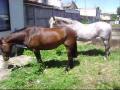 Caballos en sitio con vestigios de antigua lecheria del fundo Mariman en Negrete