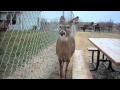 Charlotte the Cheesehead Orphan Deer