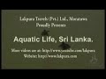 Aquatic Life, Sri Lanka        