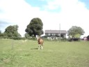 Tinkerboy