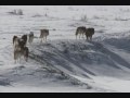 Yellowstone National Park - Ep.1, Winter (part 5)
