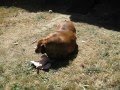 Obie, the obese dachshund. - YouTube
