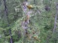 Alaska Zipline Adventures -- P&M Alaskan Vacation 2008 -- P#2