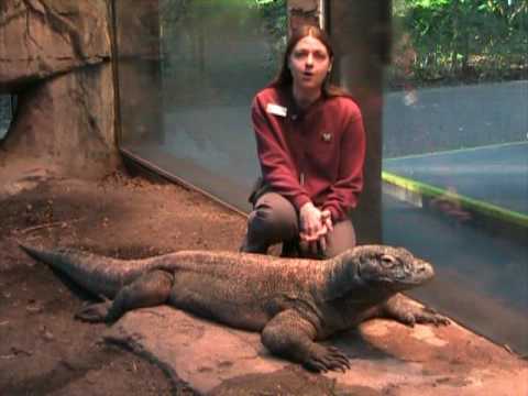 komodo dragon