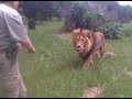 lion trainer alexander larenty with jamu the big lion