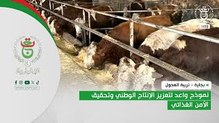 بجاية - تربية العجول | نموذج واعد لتعزيز الإنتاج الوطني وتحقيق الأمن الغذائي