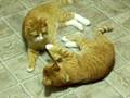 Orange Tabby Cats Simba and Pumbaa Wrestle and Fight!