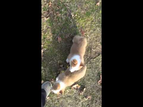 AKC female corgi pup red and white