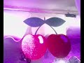 David Guetta @ Pacha SP
