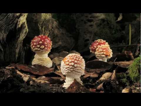 how to grow amanita muscaria