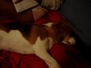 my beagle (Tekka)