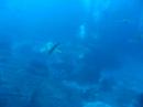 Scuba Diving Similan Islands Thailand (3)