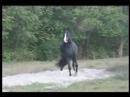 Black Andalusian Gelding for Sale Black Andalusian Gelding for Sale