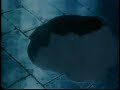 Cowboy be-bop....AMV