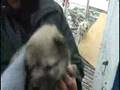 Feet of Green - 290508 - Isortoq Husky pup called Jackie Cha