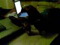 videos de gromit watching film funny