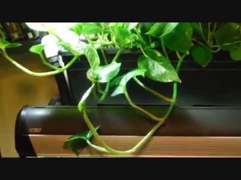 how to replant a golden pothos