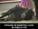La cultura de la Crueldad