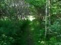 walk-in-the-woods