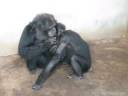 Gorilla\