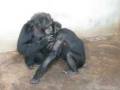 videos de Gorilla's Urgent Meeting!