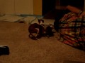 The first night we brought our new Italian Greyhound puppy