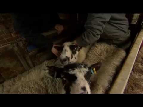 By offering insight into farming, Gemma Mitchell and Paul Gardner hope to encourage other young people to choose an agricultural way of life.

Gemma (17) and Paul (16) are both from North Cumbria and want to help others to better understand the industry that provides the country with food.

This story was broadcast on ITV News Lookaround in February 2015.