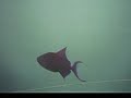 Promenade Aquatique Maldives Paradise Island Part4