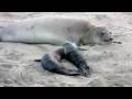 Newborn elephant seals with moms powershot sx1 hd