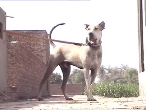bully kutta