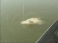 Silurus Glanis Hunt 2 Silurus Glanis Hunt 2