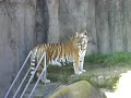SF zoo: tiger
