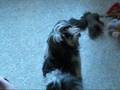 Video for Emily