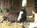 In the Barn with my Boyfriend VI pt1