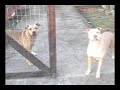 Simba e Cl�o, obedi�ncia na pr�tica